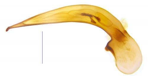 Ophonus rufibarbis